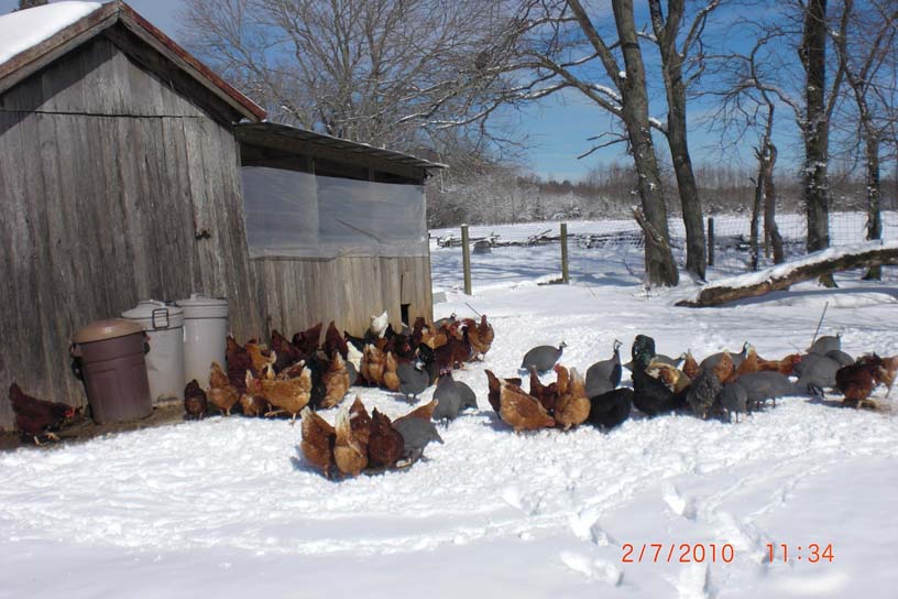 chickens in snow